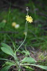 Pilosella officinarum