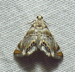 Eoparargyractis irroratalis