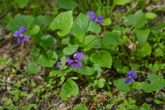 Viola cucullata