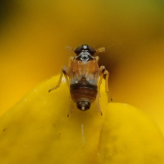 Flavoclypeus andromedus