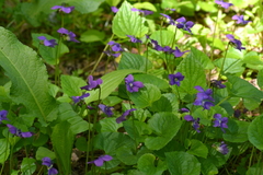 Viola cucullata