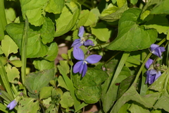 Viola cucullata
