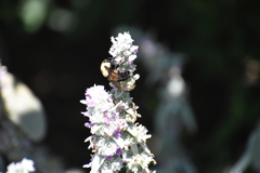 Bombus griseocollis