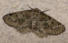 Cleorodes lichenaria