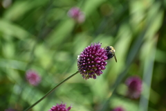 Bombus griseocollis