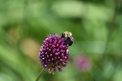 Bombus griseocollis