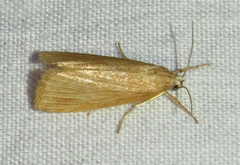 Diatraea evanescens
