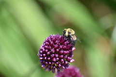 Bombus griseocollis
