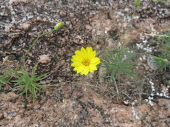 Croptilon hookerianum graniticum