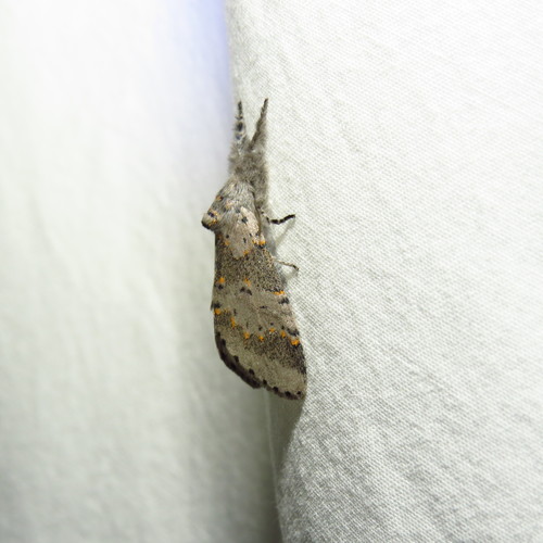Gray Furcula Moth and Allies photo 6