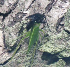 Pterophylla