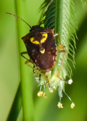 Oebalus insularis