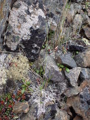 Danthonia intermedia