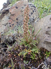 Pedicularis lanata
