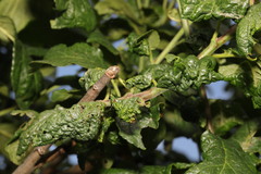 Brachycaudus helichrysi