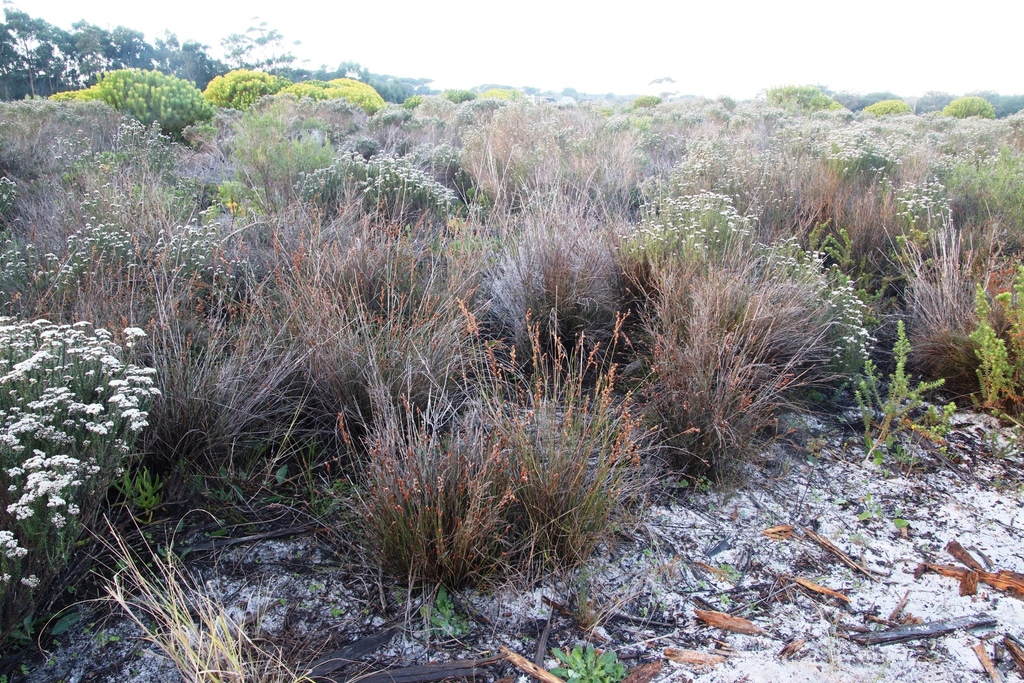 Restio bifurcus (Restio bifurcus)