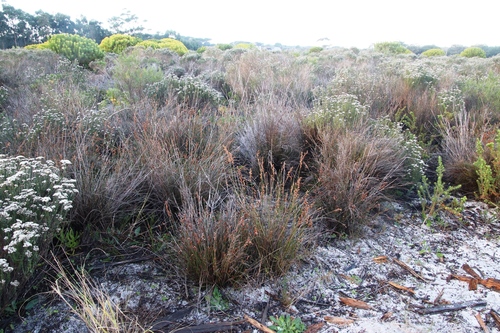 Restio bifurcus (Restio bifurcus)