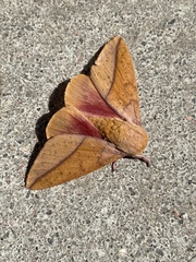 Syssphinx bisecta
