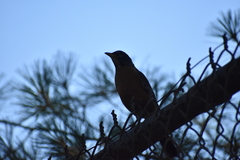 Turdus migratorius