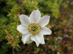 Anemonastrum
