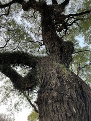 Microgramma mortoniana