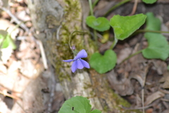 Viola cucullata