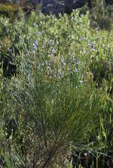Psoralea usitata
