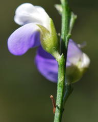 Psoralea usitata