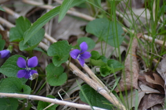 Viola cucullata