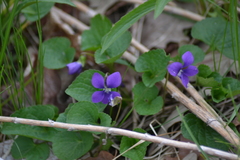 Viola cucullata