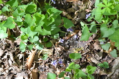 Viola cucullata