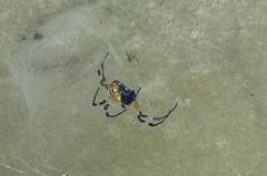 Nephilingis cruentata