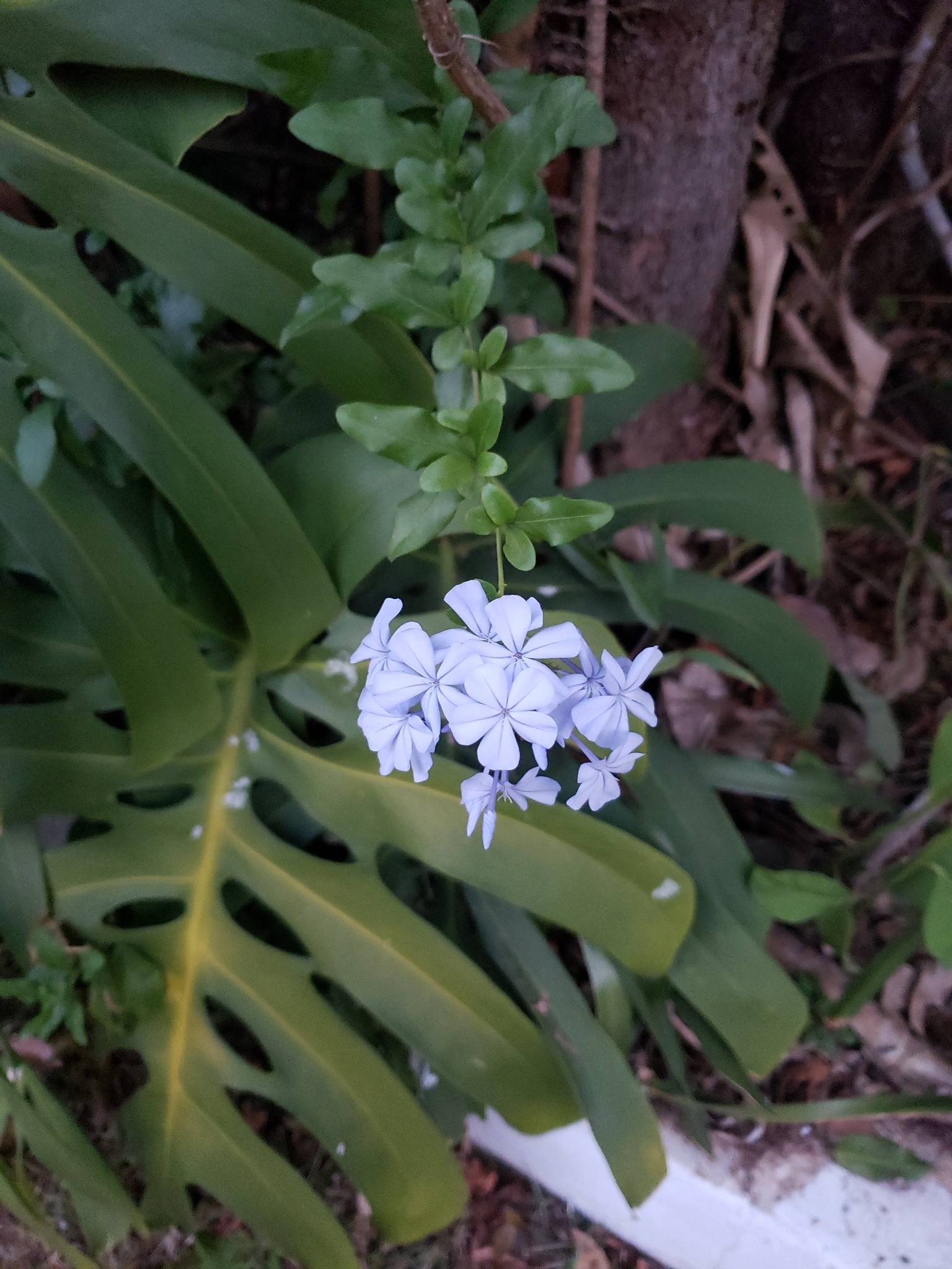 Plumbago auriculata