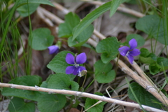 Viola cucullata