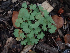 Geranium rotundifolium