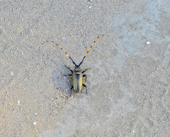 Retrachydes thoracicus