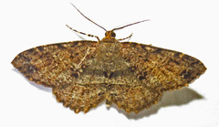 Melanolophia signataria
