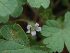 Geranium rotundifolium