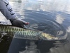 Tiger Muskellunge - Photo (c) Matt Garvin, some rights reserved (CC BY-SA), uploaded by Matt Garvin