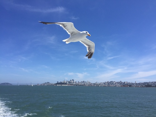 Western Gull, photo 7 of 8