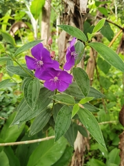 Pleroma semidecandrum