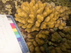 Dictyosphaeria cavernosa