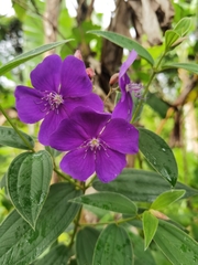 Pleroma semidecandrum