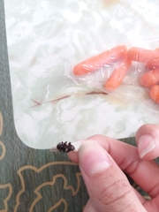 Aegomorphus quadrigibbus