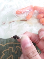 Aegomorphus quadrigibbus