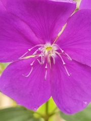 Pleroma semidecandrum