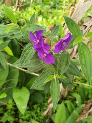 Pleroma semidecandrum