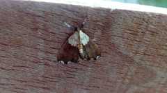 Agrotera nemoralis