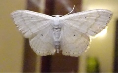 Scopula subpunctaria