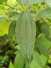 Pleroma semidecandrum